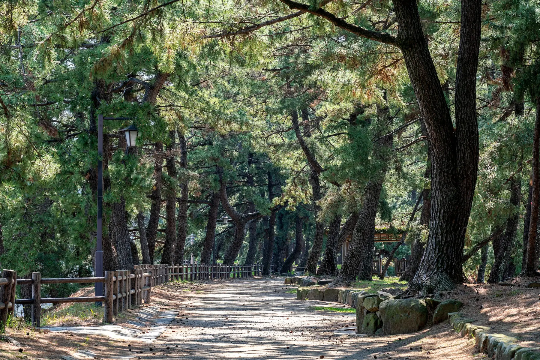 長崎街道の面影を残す曲里の松並木